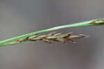 Baltzell's sedge